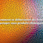 Question : Comment se débarrasser des fourmis dans un potager sans produits chimiques